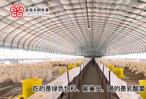 探访博鱼app综合版牧业在合阳的北京鸭基地